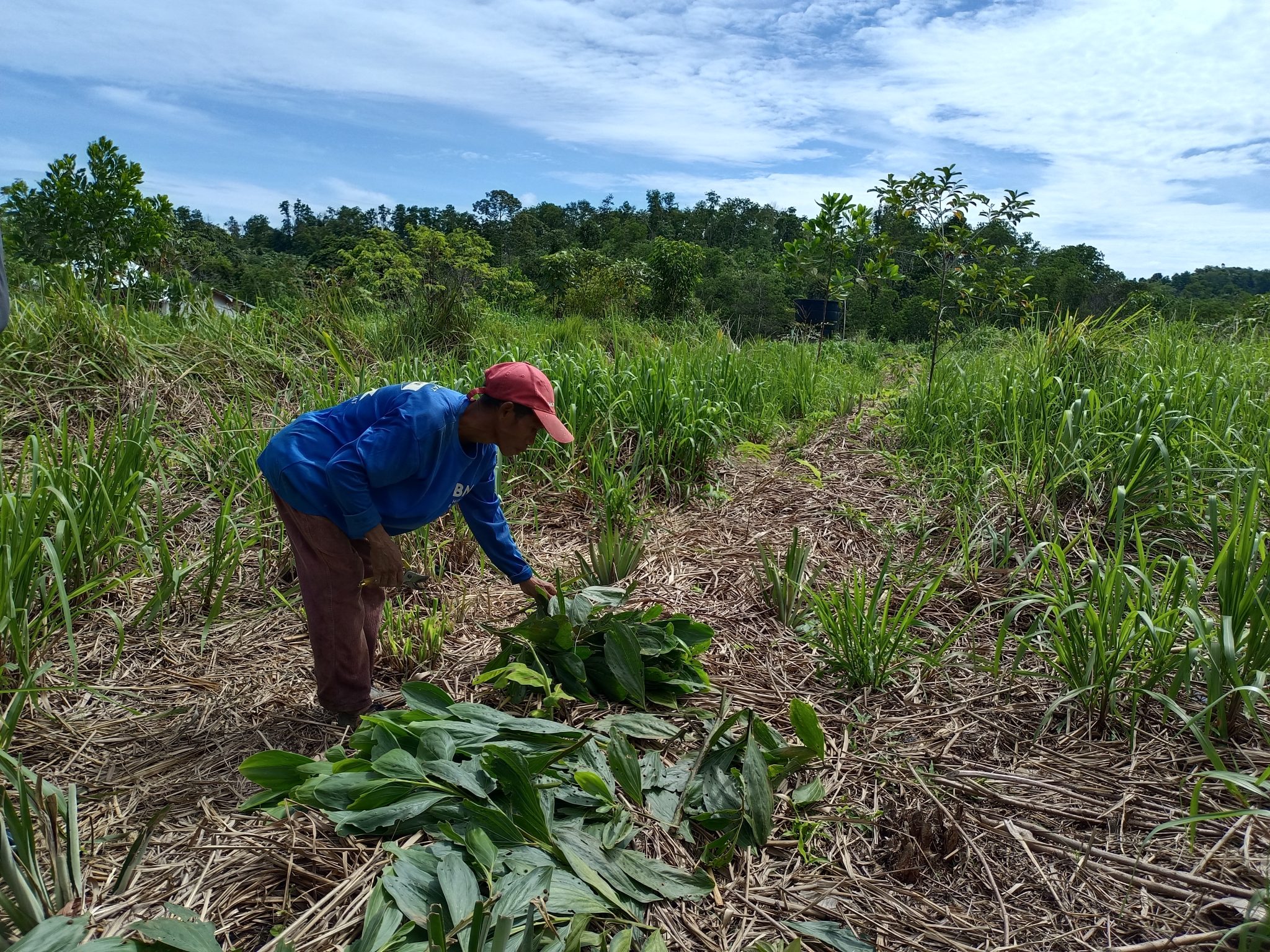 1 Year Milestone: Fruitful Beginnings Of Regenerative Farming – Global ...