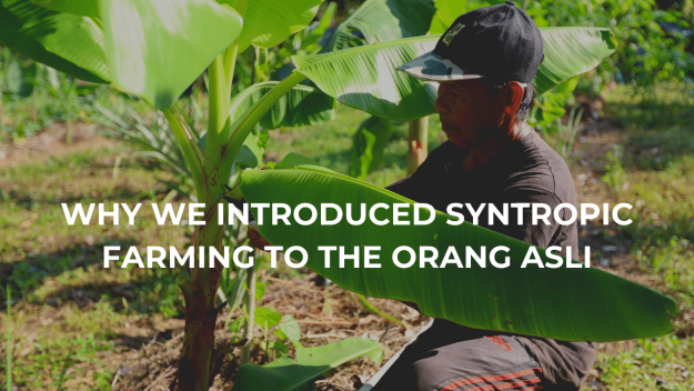 Compressed Syntropic Thumbnail