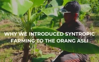 Why Syntropic Farming